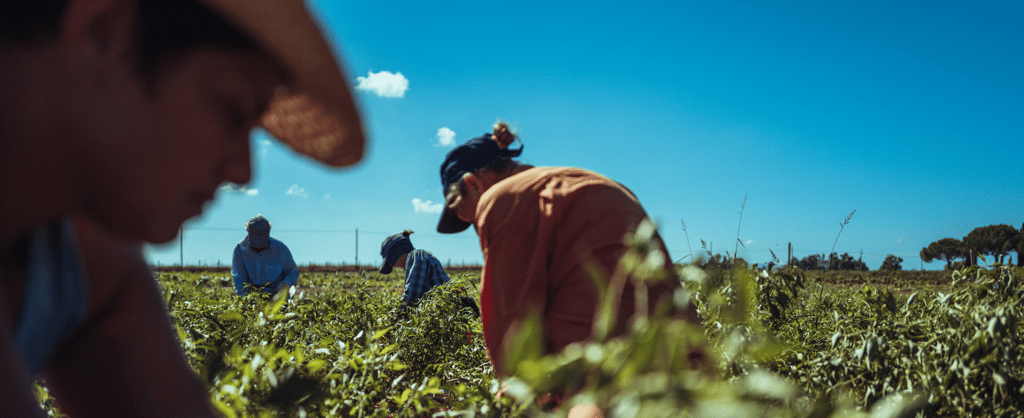 Trabalhadores rurais em atividade no campo sob céu aberto
