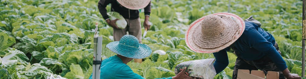 Trabalhadores rurais colhendo hortaliças em plantação agrícola
