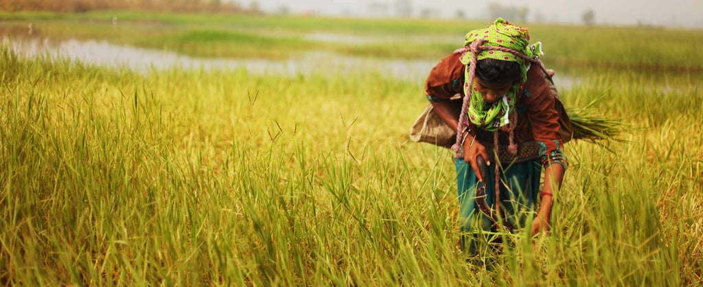 Persona trabajadora en un campo agrícola, representando la evaluación del impacto sobre los derechos humanos en actividades y cadenas de suministro.