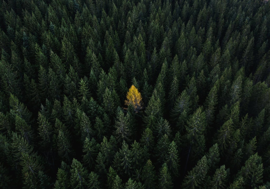Image showing trees with one standing out in yellow