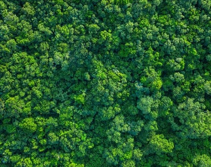 forest image