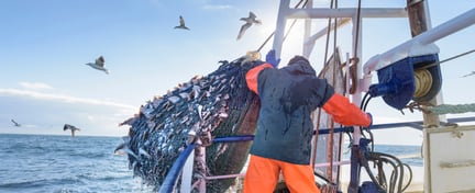 Pescador puxando rede com peixes a bordo de embarcação pesqueira em alto-mar