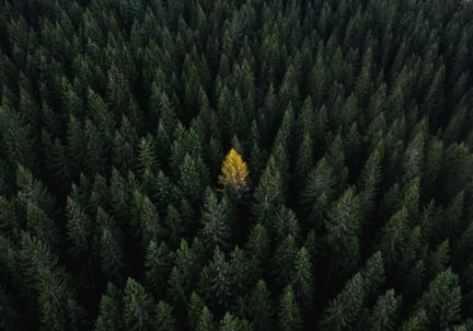 Image showing trees with one standing out in yellow