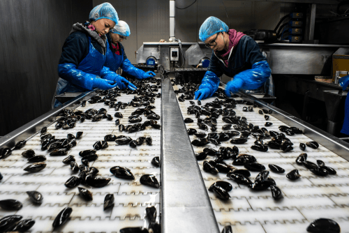 Workers inspecting mussels in line up