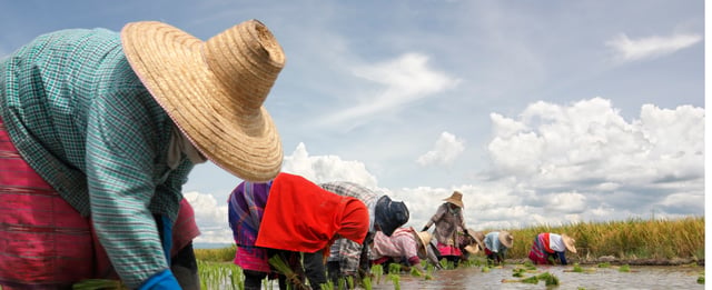 Trabajadores agrícolas realizando labores en un campo, representando la evaluación del impacto sobre los derechos humanos en la cadena de suministro.